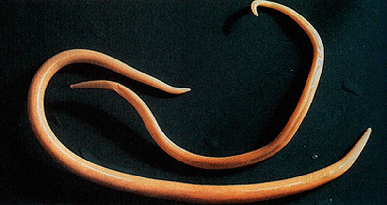parasitic worm of the human body