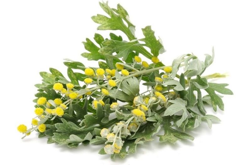 tansy for pests